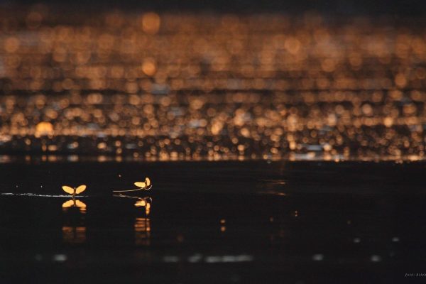 A tiszavirágzásról nemzetközi természetfilm készül 10 Két tiszavirág naplementében